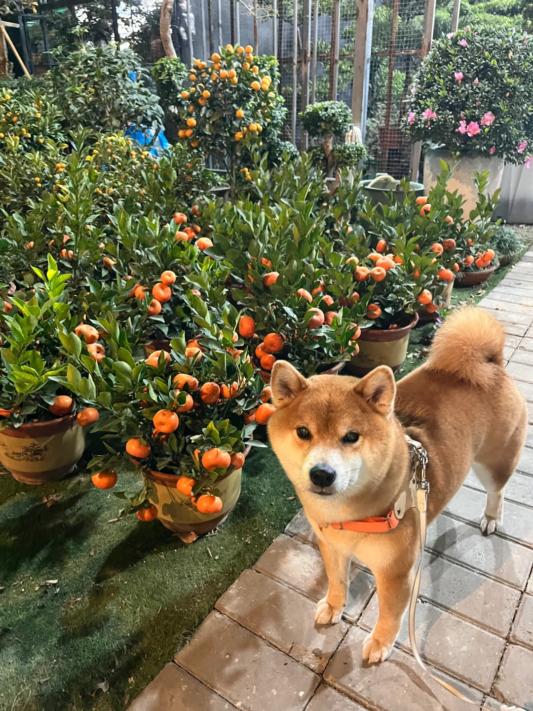 ee们，你们都买🍊了吗？？！！