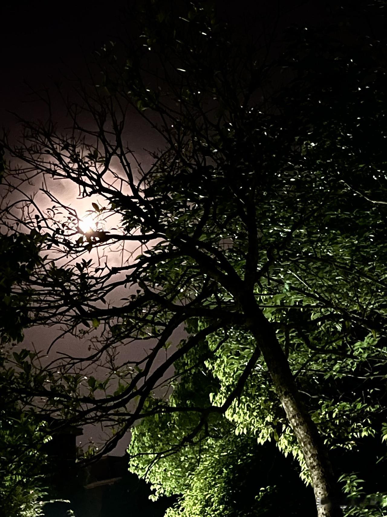 月亮升起来，月光皎洁。为了这份夜色的美好，我深夜出门散步，走在树影之下。四周光影