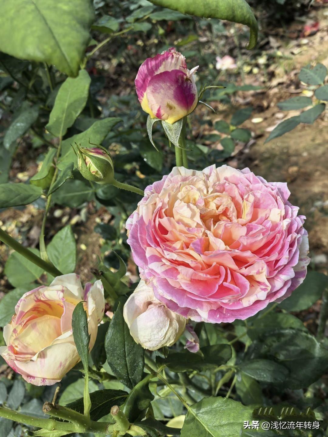 儿子结婚掏空全家老底，这位长辈的皱眉，藏着千万普通家庭的心酸
 
前几天去参加一