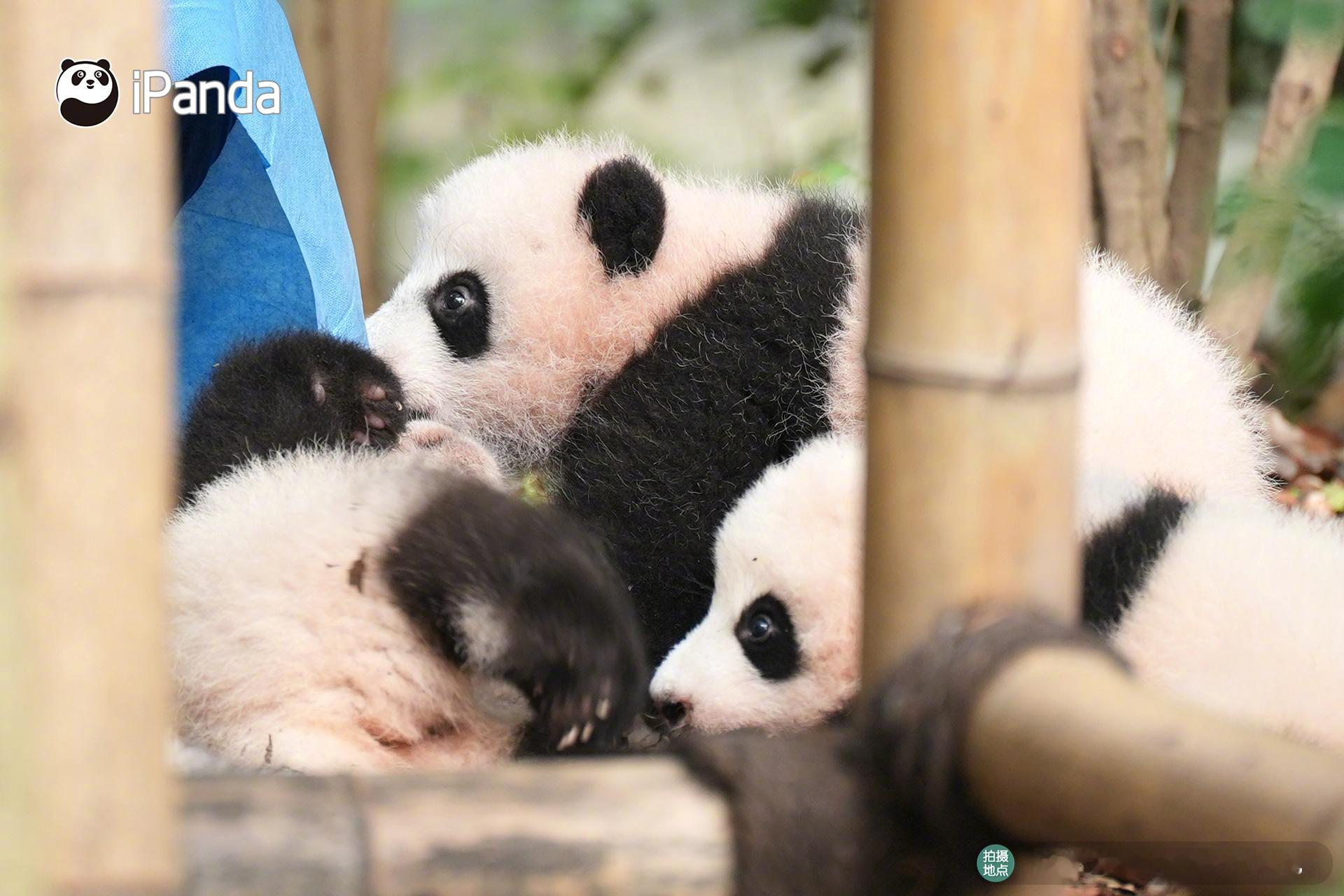 ꒰⑅•ᴗ•⑅꒱ 好多“小熊软糖”～我亲！[亲亲] 熊猫趣图 2025熊猫成长记 
