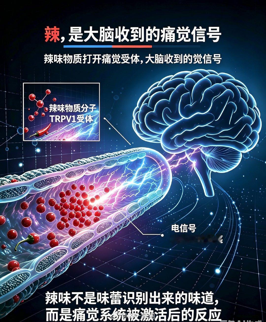 舌头能分辨的基本味觉只有酸、甜、苦、咸、鲜五种。辣不是味道，而是一种痛觉，辣味物