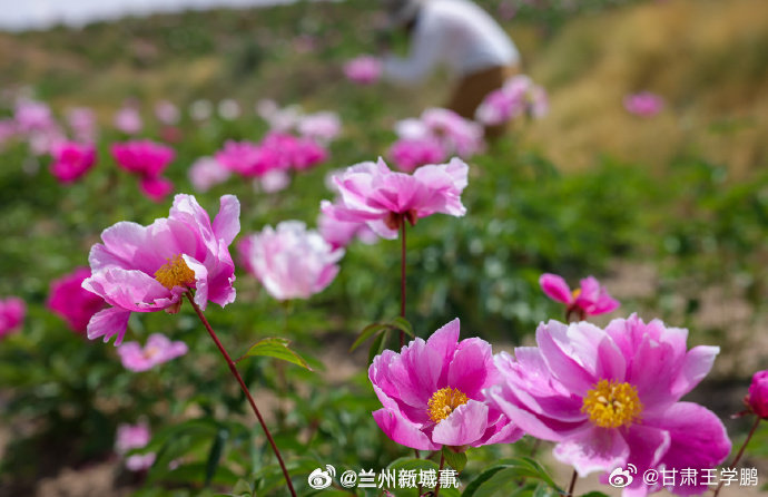 古浪古丰十里花海夏日狂欢 古丰花海夏夜氛围感直接拉满！景区特色活动轮番上线，非遗