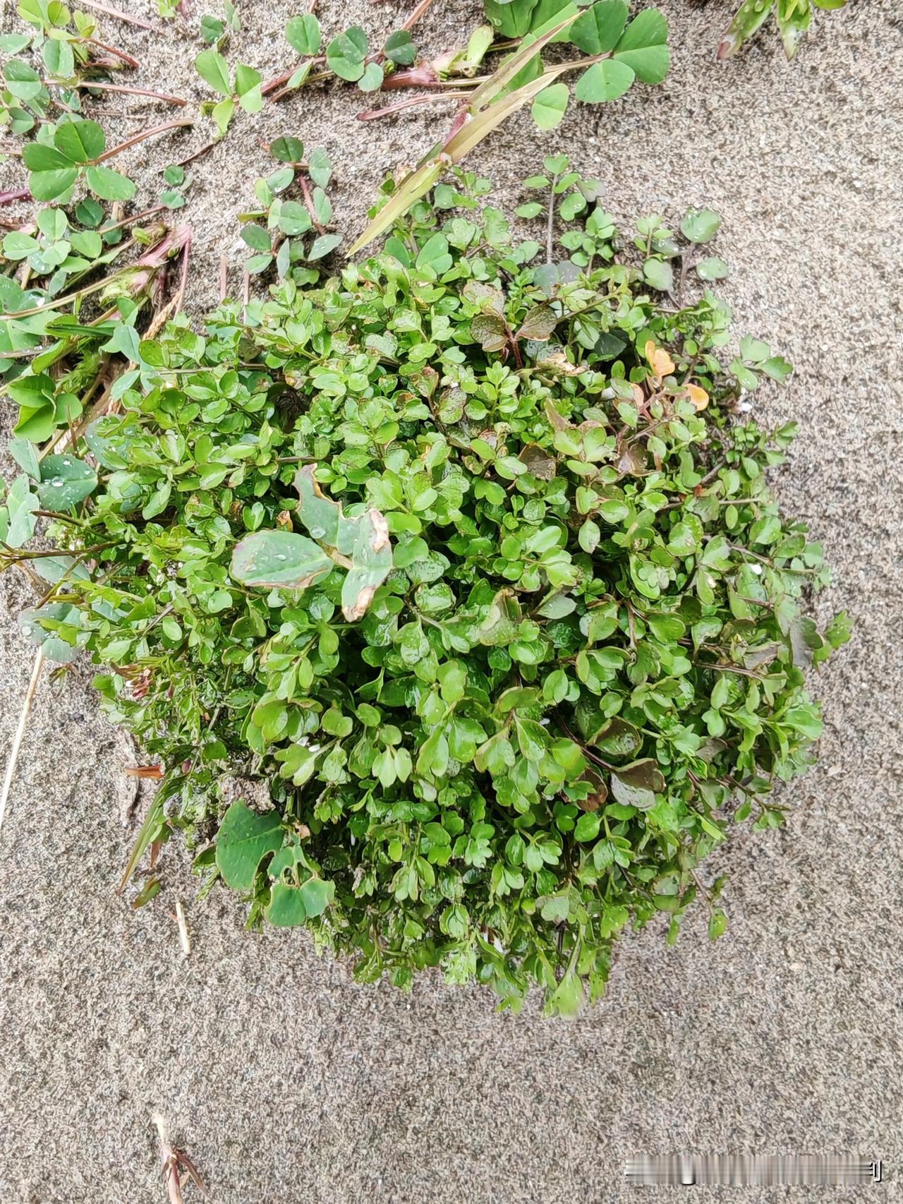 分享一张你最近随手拍的照片吧