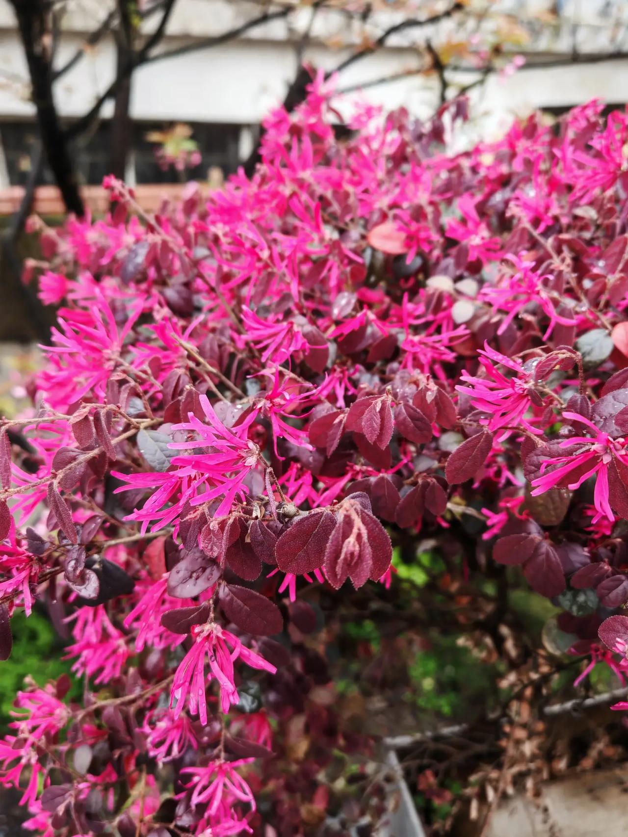 就是喜欢春天万物复苏的样子，以及到处花开满园春色撩人！出去走走看看就好！