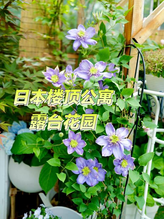日本楼顶公寓｜露天花园