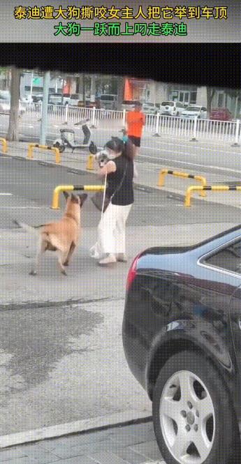 泰迪遭大狗撕咬，女主人为了保护爱犬，将吓得瑟瑟发抖的泰迪抱了起来。
但大狗已经咬