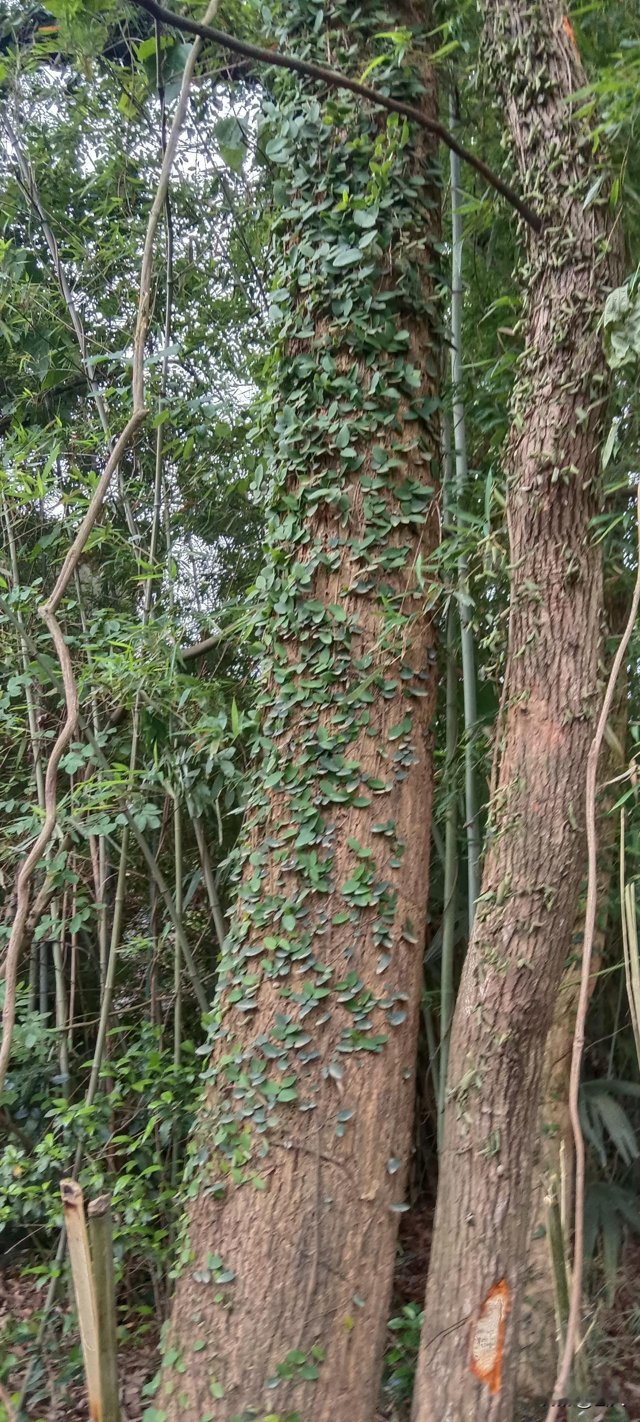 我认为约定规则我觉得孩子手机成瘾，没必要强硬没收。强行收走手机，孩子反而会偷偷借