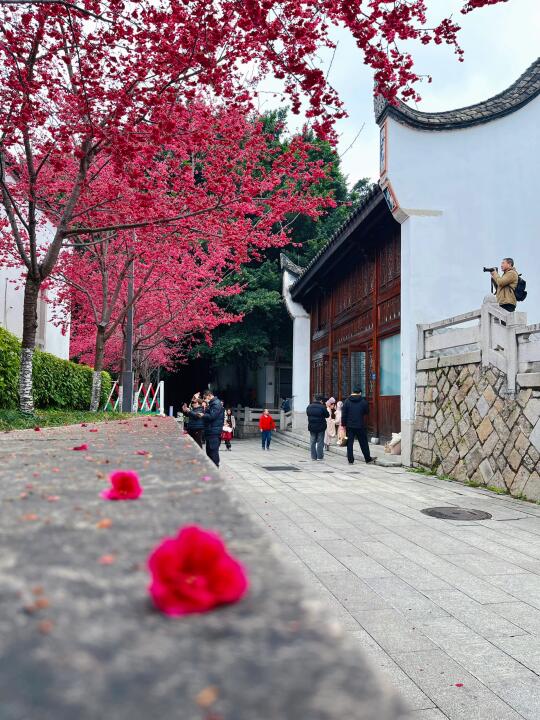 城市中的浪漫打卡地 ｜乌山的春天到啦！