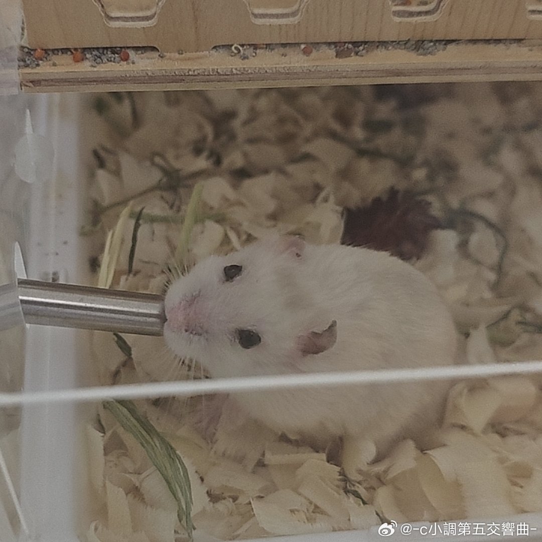 臭牢薯竟然还学会了越狱还好我卫生间一直关着门