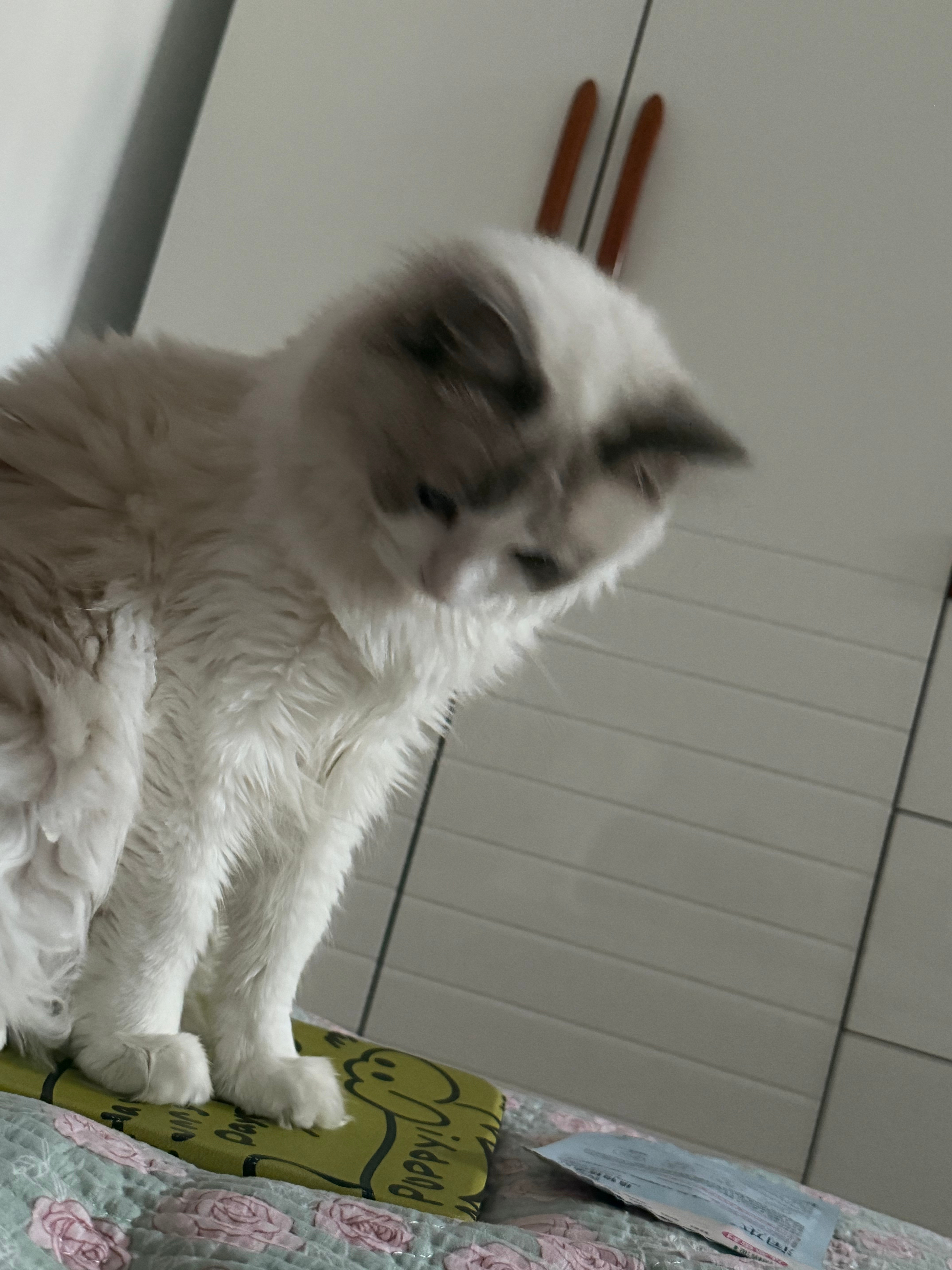这个小咪布偶猫 沈阳·沈水小区