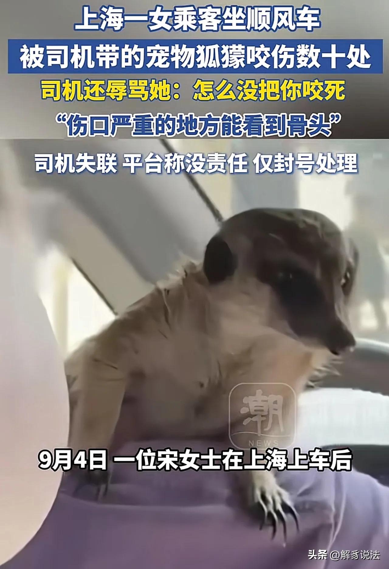 上海，一女子打网约车，见女司机肩膀上蹲着一只野生动物狐獴，女子心有些害怕。谁知，