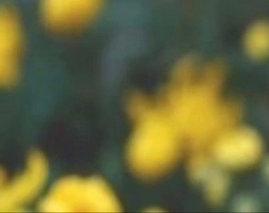 菊花种植是一项充满韵味与雅致的农业活动，以下是关于菊花种植的基本步骤和注意事项：