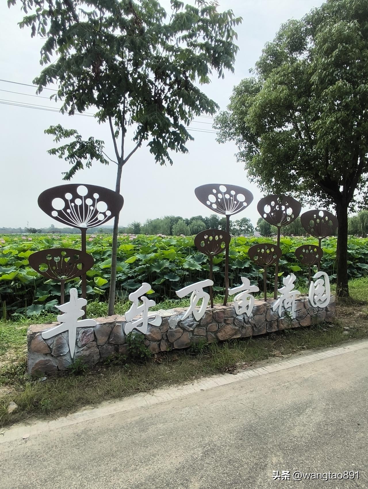 游玩丰乐万亩荷花基地
    今天上午，我和老伴带着狗狗驾车一小时，前往肥西丰乐