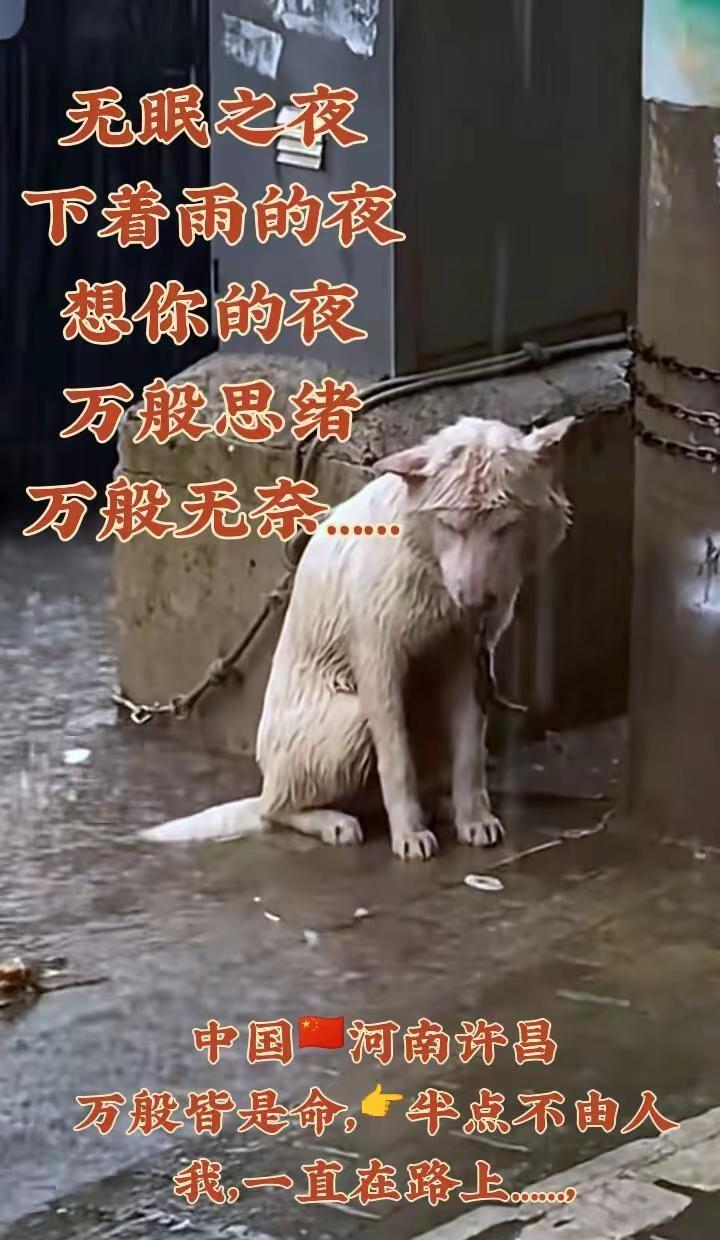 中国🇨🇳河南许昌：2026年7月26日凌晨3点：46分无眠之夜，思绪万千，听