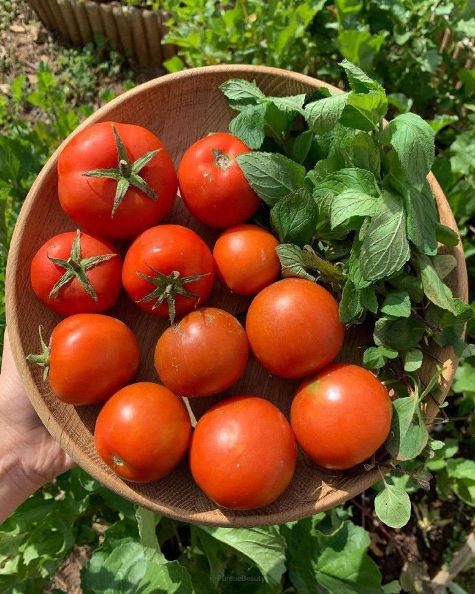 田园蔬菜自由🥬