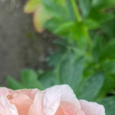 0000种植 🌸‎种植文案 牡丹花种植核心是选对时间+配好土壤+控制深度，最佳