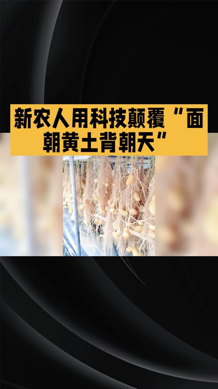 当种菜遇上“赛博朋克”，新农人如何用科技颠覆“面朝黄土背朝天”？
在青岛的田间，