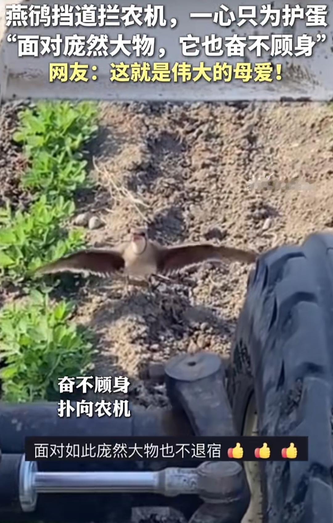母爱到底有多伟大，
能让这样一只小鸟拦住如此庞大的机器！
所以致敬这人世间所有的