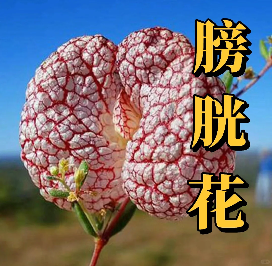 补药叫这么直白的名字啦……