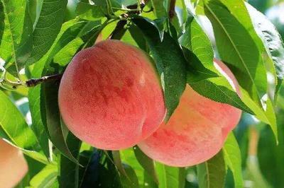 夏日甜蜜警告：桃子的“五不吃”秘籍，别让你的“桃”醉变“桃”悔！
夏日炎炎，正是