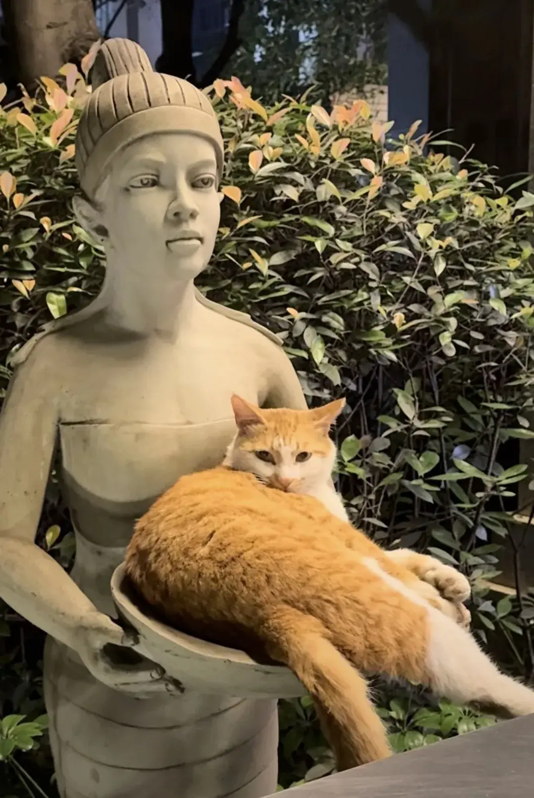 雕像：这只猫死沉死沉哒！​​​