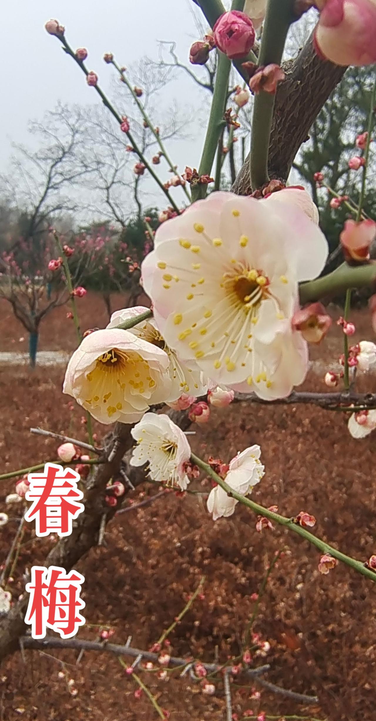 看见音乐 梅花香自苦寒来 随拍