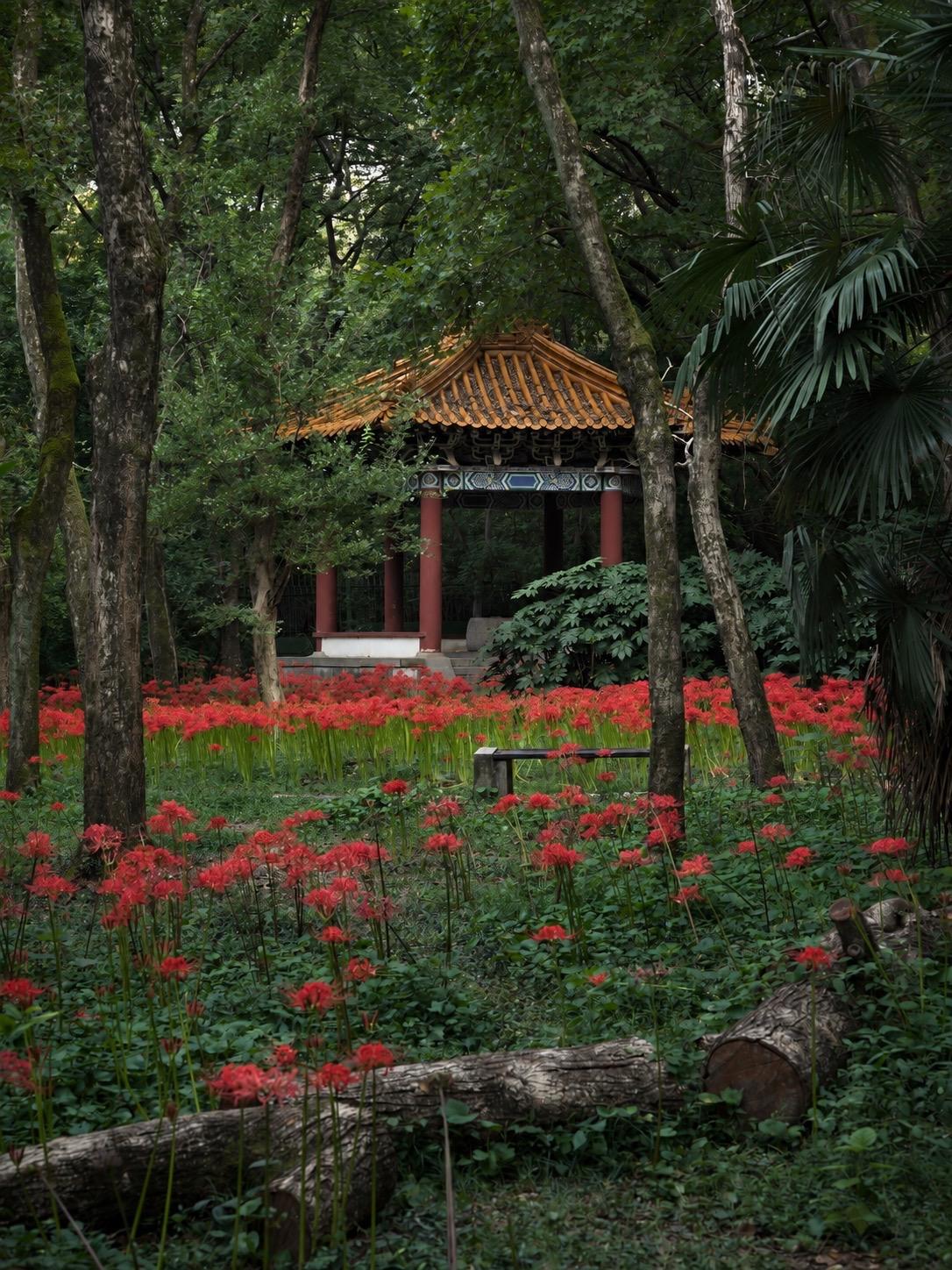 南京赏彼岸花的地方不少
若论意境
唯有明孝陵让我念念不忘

这几天，刚感觉到秋意