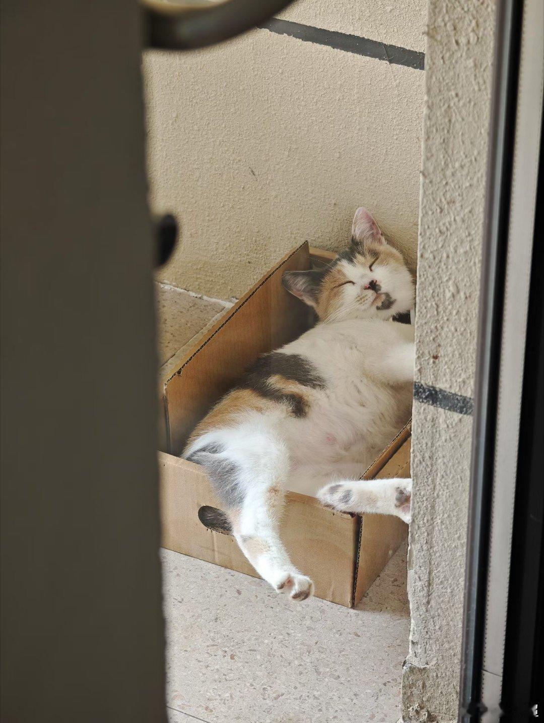 今天是国际猫咪日，希望我的两只小猪咪都健健康康，平平安安，快快乐乐～立秋有了凉意