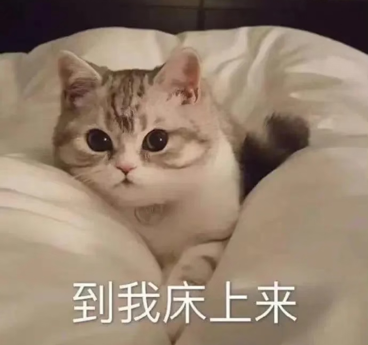 我不语只是一味的 