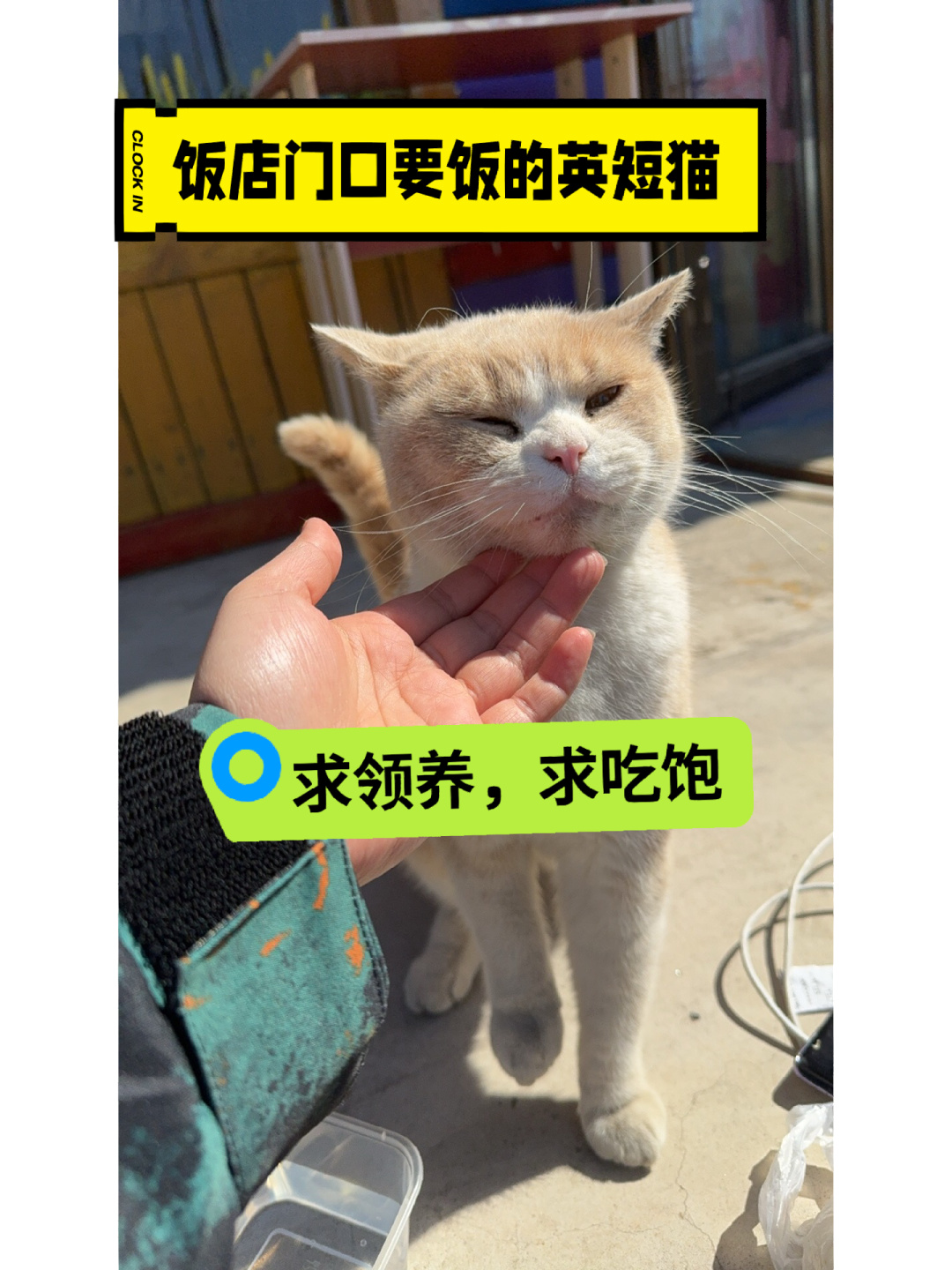 怎么就养不起一只猫？红螺寺附近，怀柔，饭店的门口有一个英短的品种猫，听说一直在这...