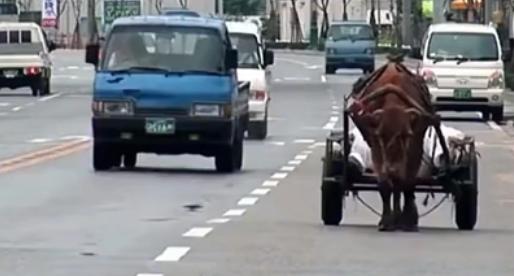 牛跑得那么慢，为什么还有很多人在路上赶着牛车？
牛是一种很有灵性的动物，“狗忠牛