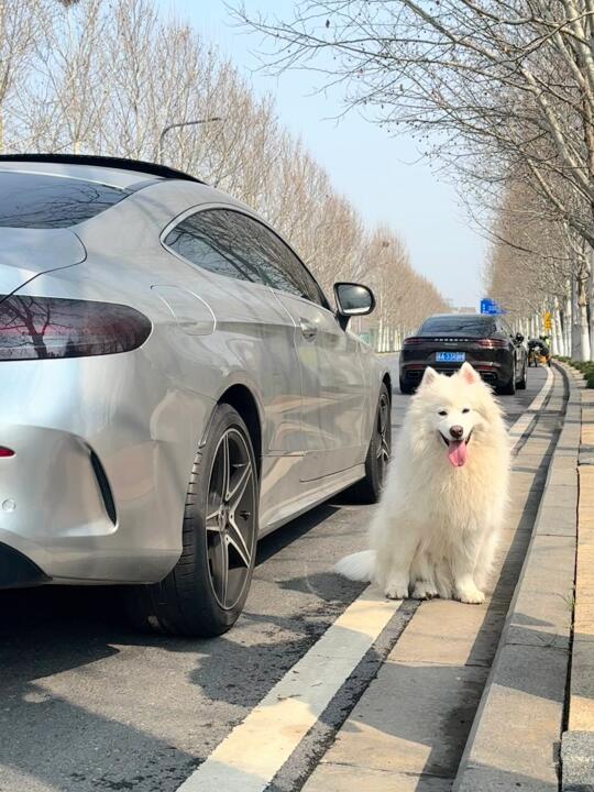 在线提问🙋 我家椰椰可以当车模吗？