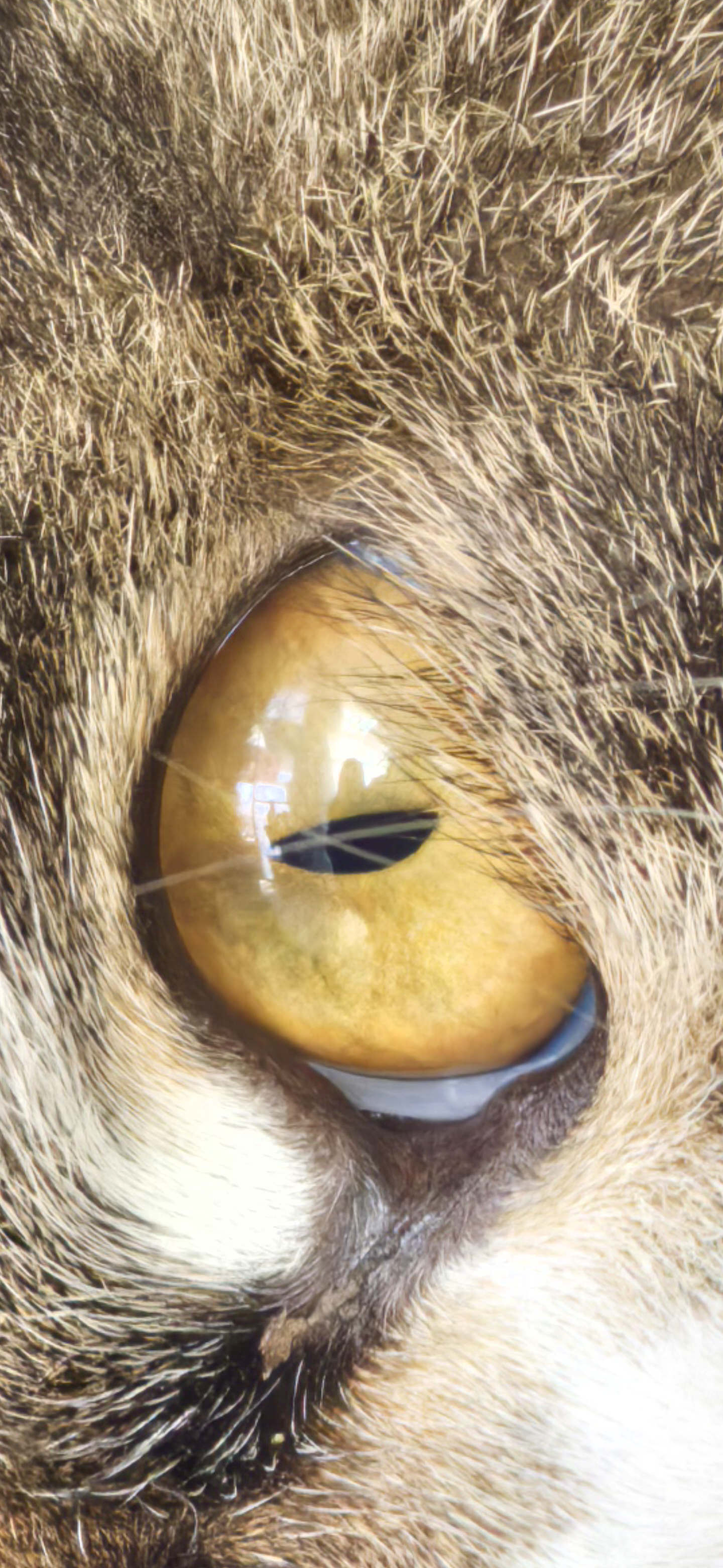 Expert RAW 虚拟光圈模式1200万像素不该有的细节。 