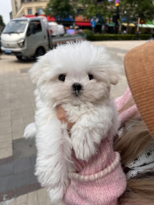 可爱修勾🐶
