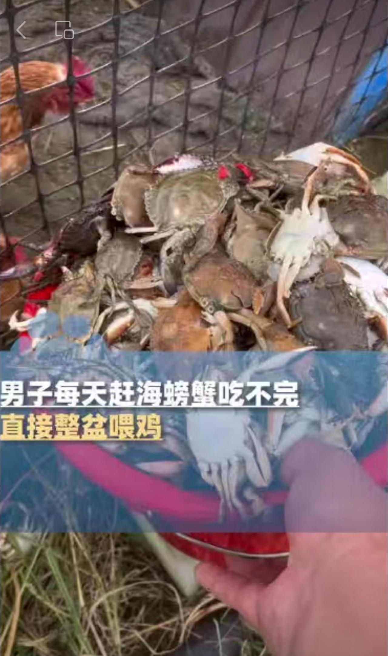 男子每天赶海螃蟹吃不完，直接整盆喂鸡：鸡下蛋有营养，我们吃鸡蛋也行（来源：大象新