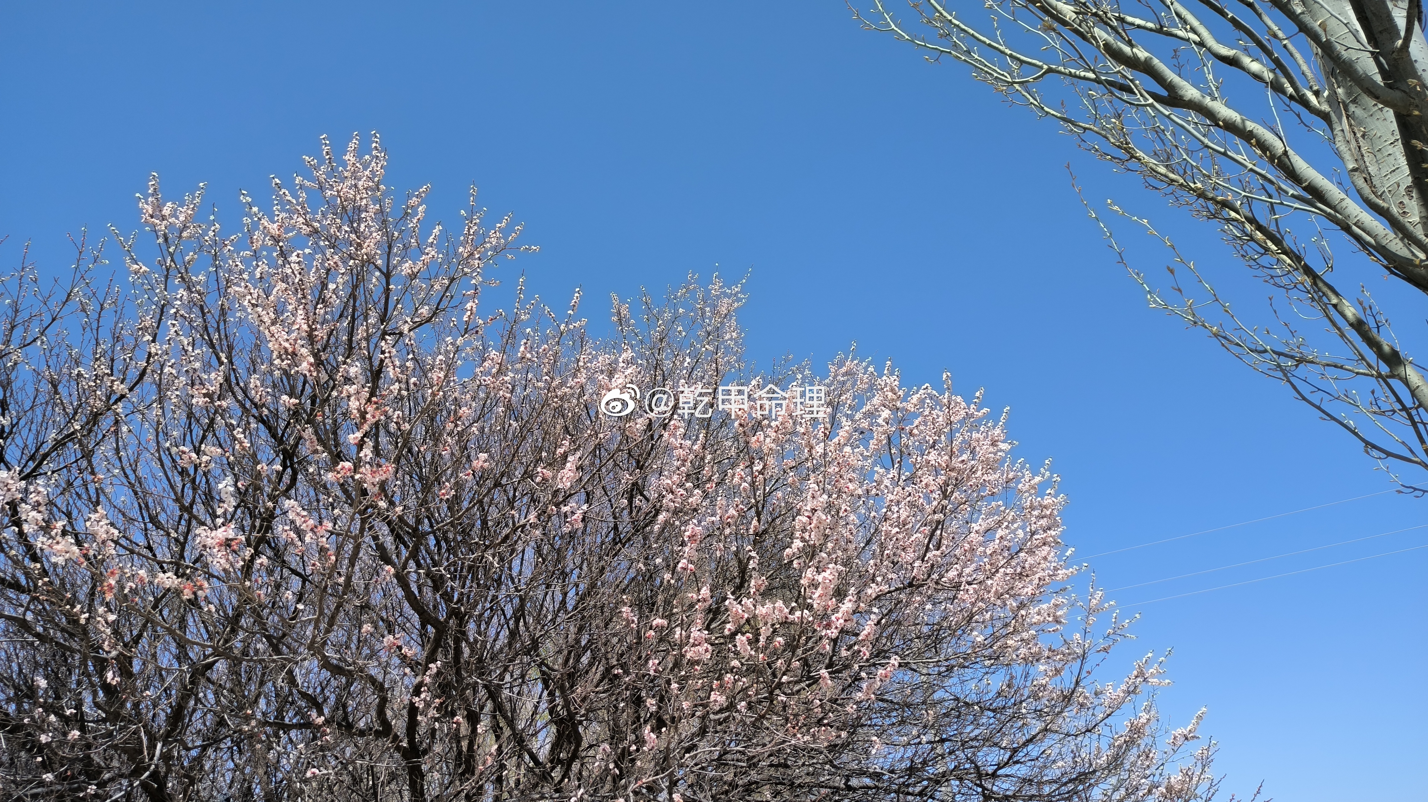 春天家乡的桃花不错，春天推陈出新，谓之发，自然富有生气，万物欣欣向荣，应该是晚睡