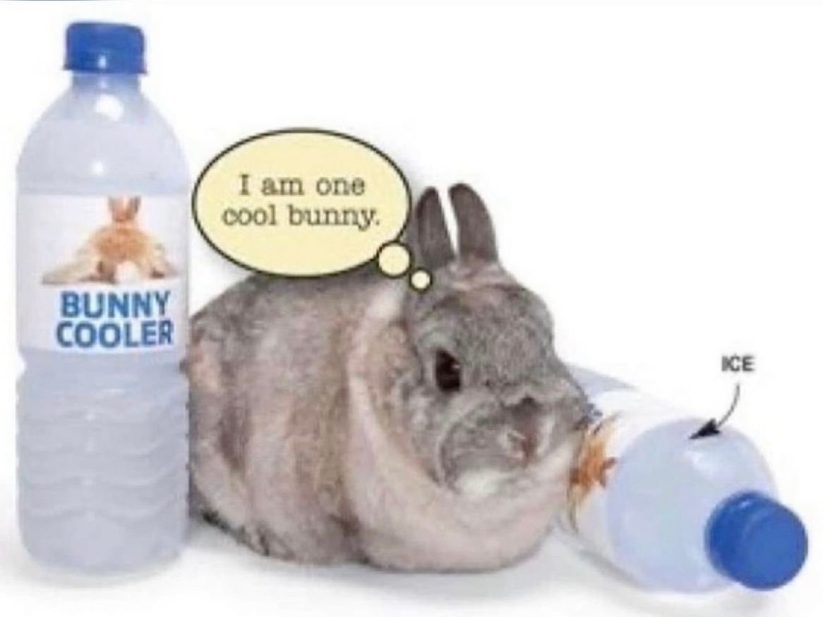 I am one cool bunny 
