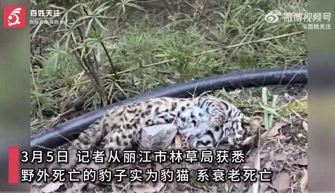 丽江民宿老板疑遇豹子尸体 官方通报：系豹猫，自然衰老死亡
          3