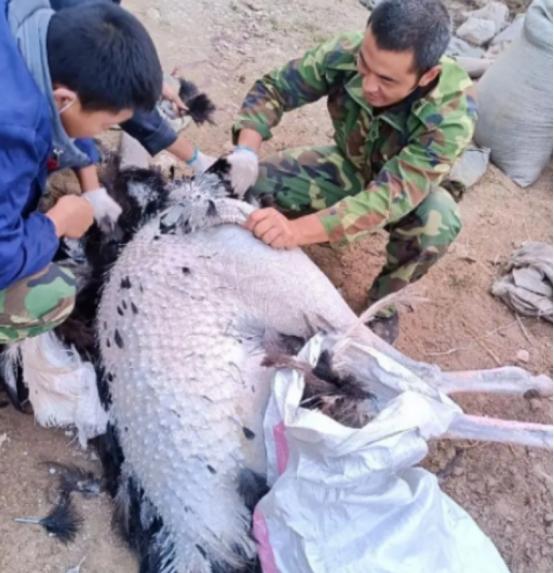 上世纪末，我国专家提出建议，用鸵鸟代替部分猪、牛、羊等牲畜进行养殖，并预测鸵鸟将