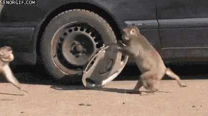 猴子：我攒攒，争取攒辆车 ​​​