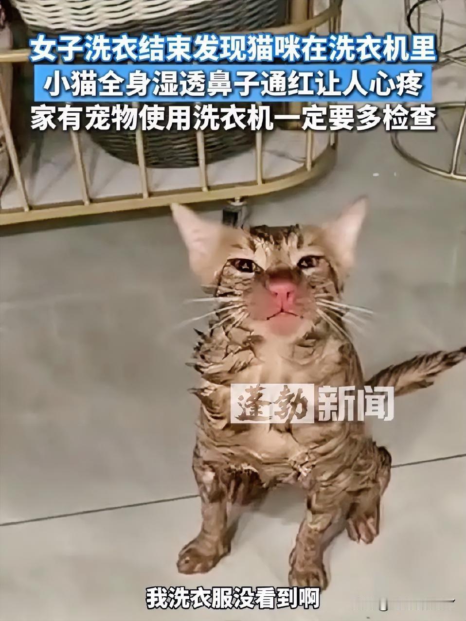这么大的一只猫咪进了洗衣机，主人居然没有察觉，显然是疏忽大意了～

更让人无语的