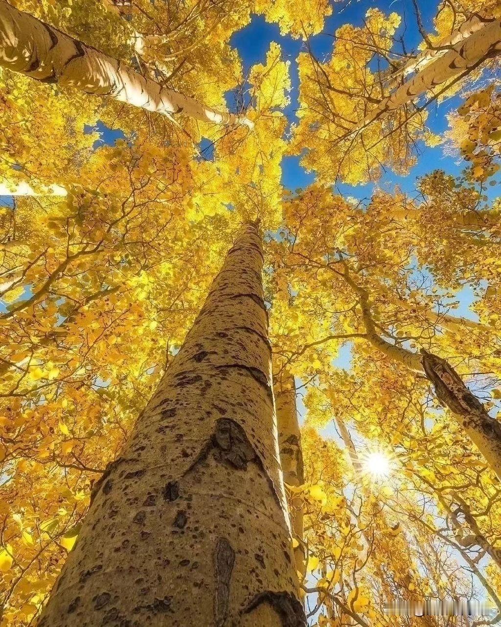 8个手机拍照技巧，拍美秋天照片，看了就能拍出来
在这个色彩斑斓的季节里，秋天无疑