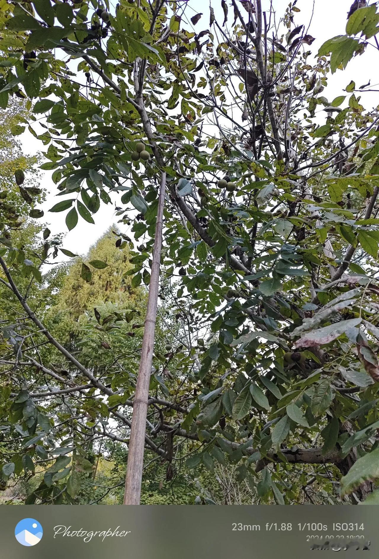 《打核桃》
​秋天是什么颜色，金色，黃色，绿色，红色，紫色，彩色，也可能是黑色！