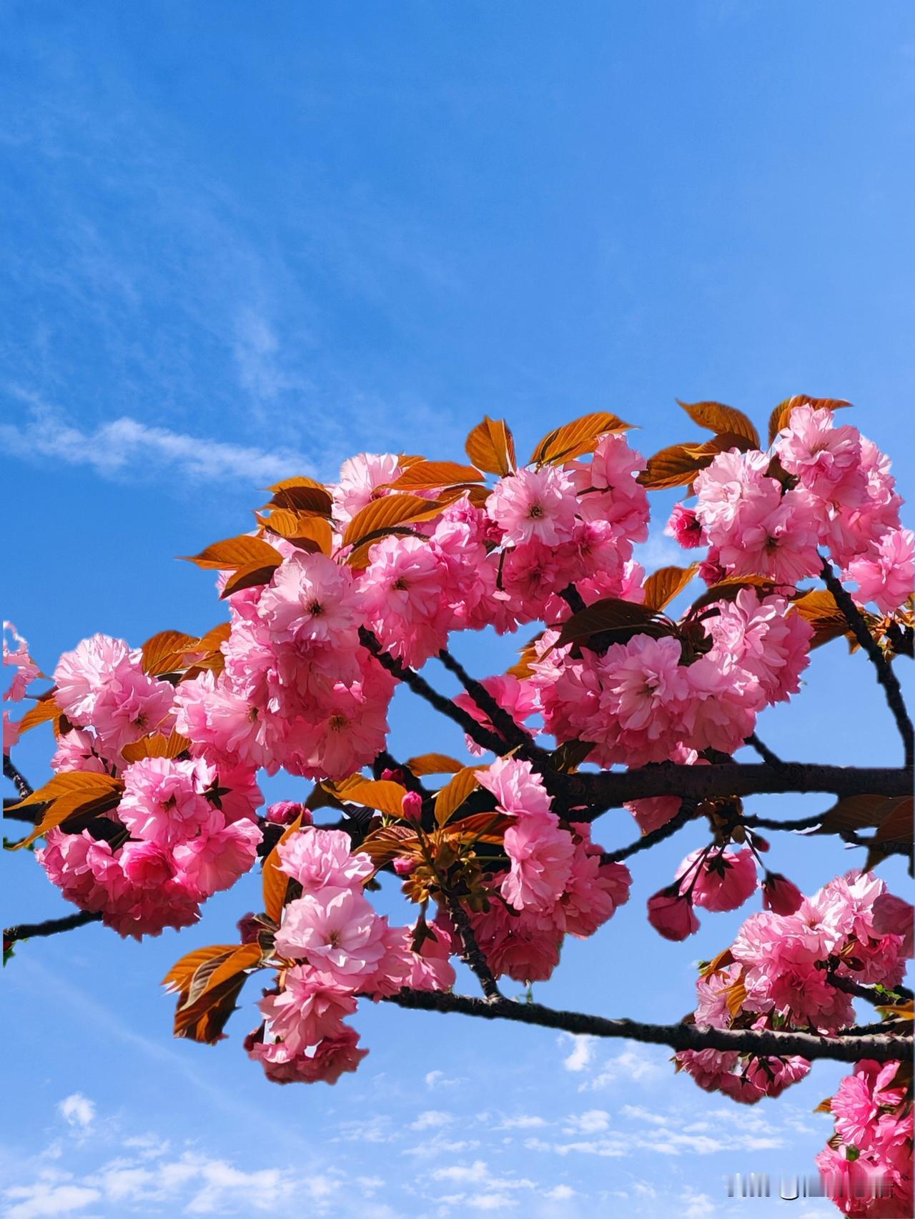 粉嫩樱花绽新春，蓝天白云映芳华。🌸🌞