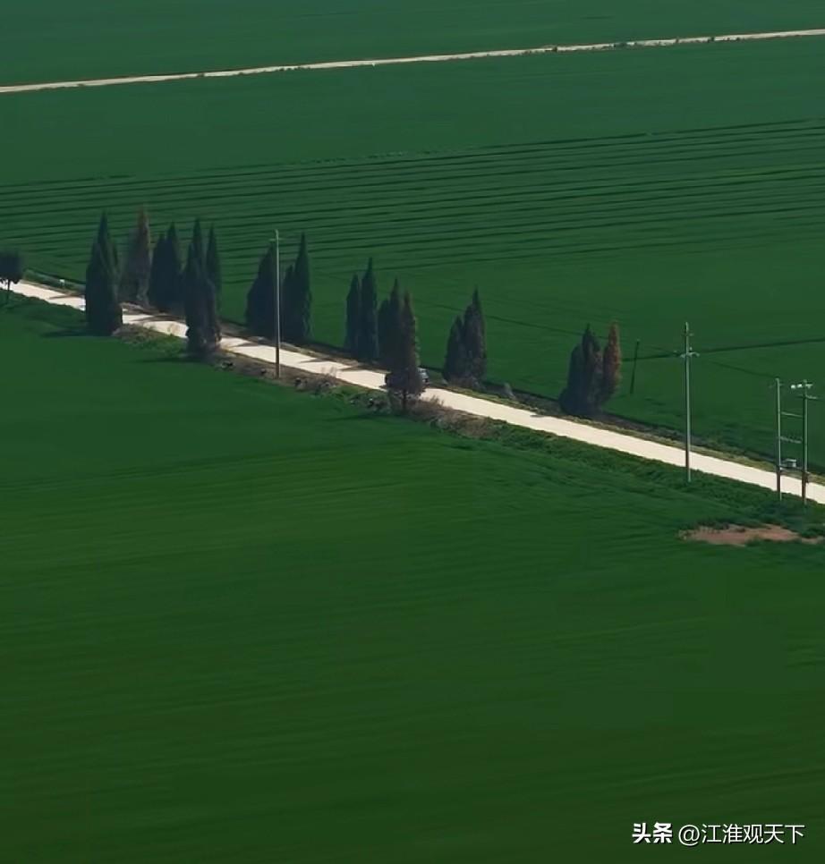 上海是国际化大都市，部分年轻市民对农业知识很缺乏，不了解
阳春三月，春暖花开，麦