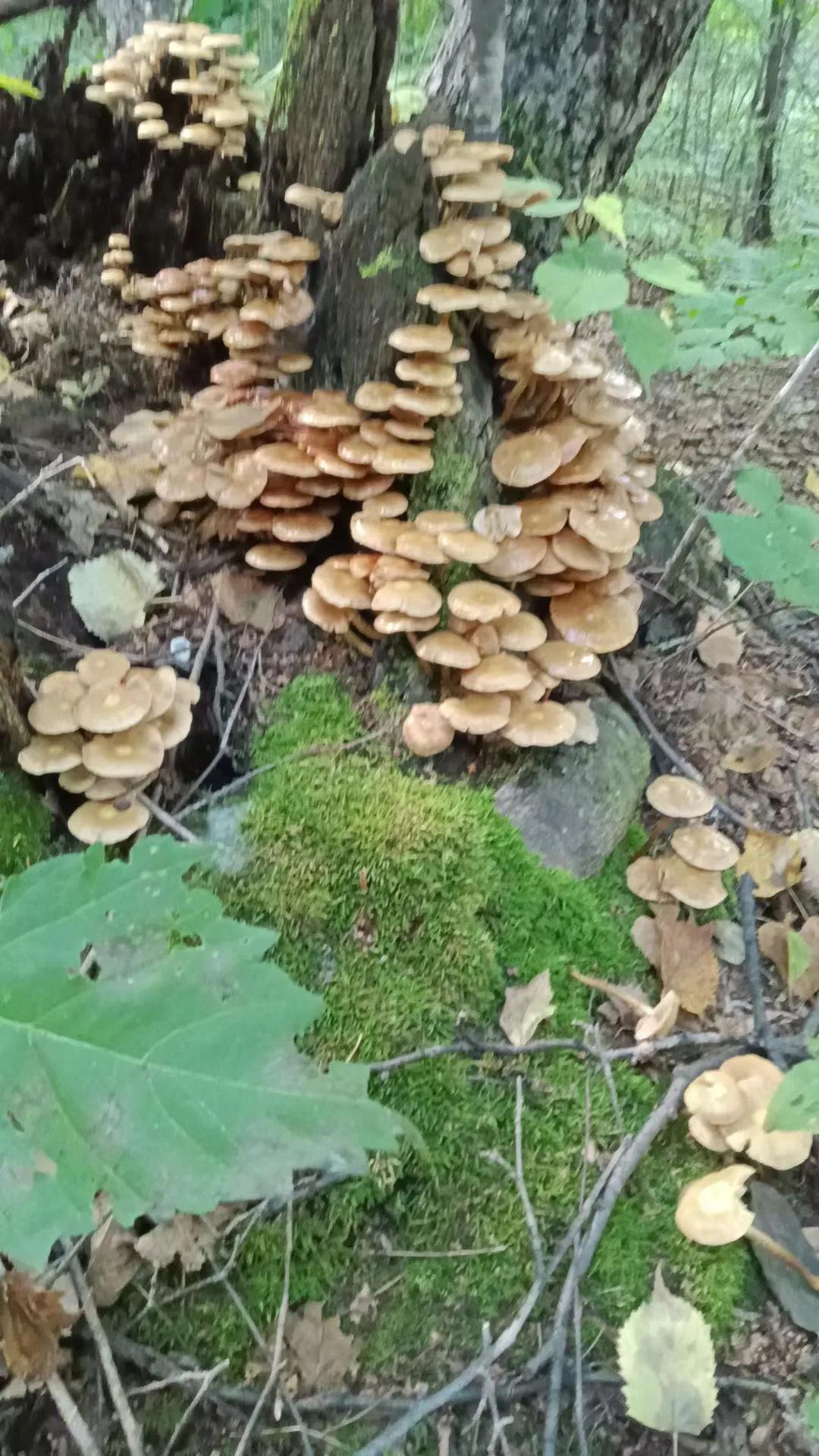 蘑菇记

今年的蘑菇真多呀。

雨后，林间便钻出许多小伞，灰的、褐的、白的，在湿