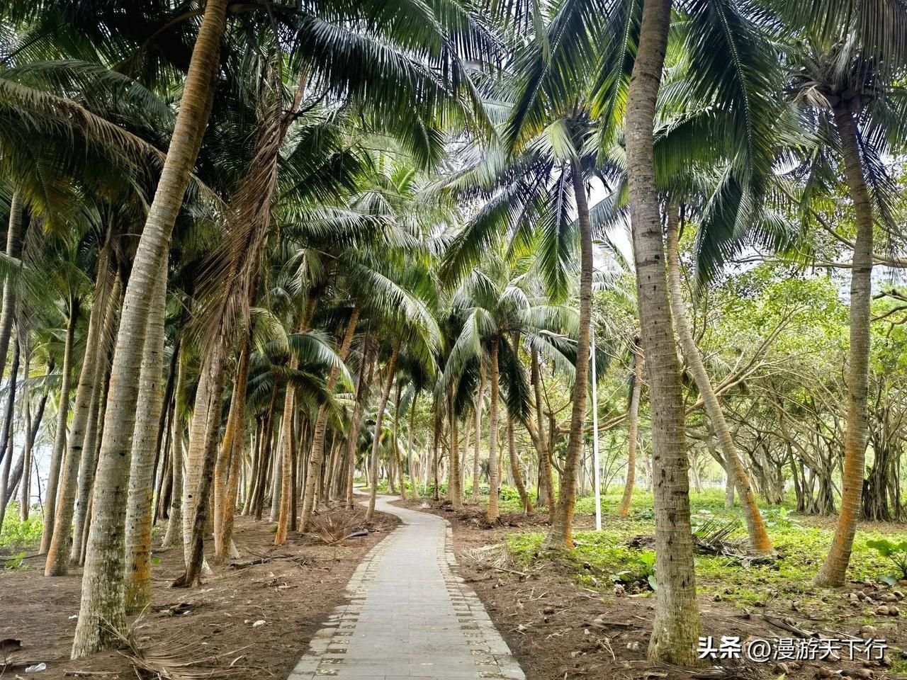 东海岸椰林给了我惊喜。
离开博鳌禅寺，转向海南环岛旅游公路琼海支线（听海路），我