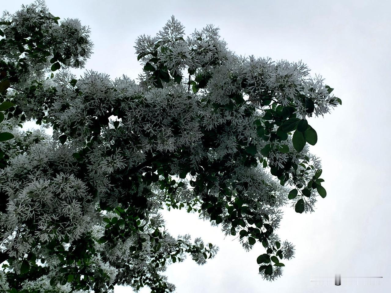 一树流苏燃作雪，千枝万缕挂清霜。暮春时节，那素白的花瓣如月光织就的流苏，自枝头垂