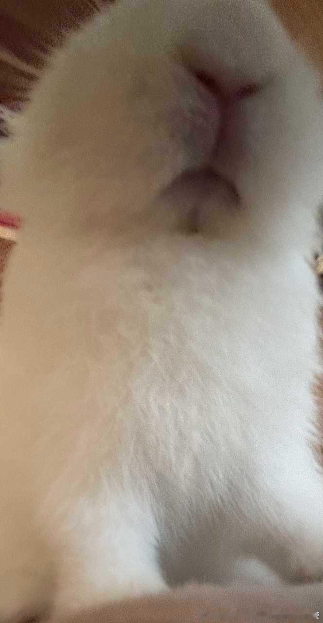 14226🐇【心灵丑。】在床上顶级过肺并疑惑为何兔身上一股尿味。等兔走了一看原