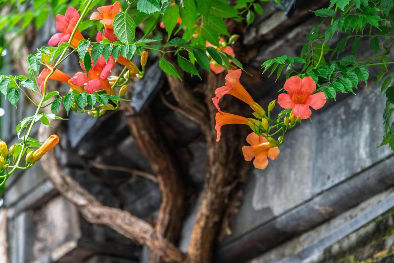 南京芥子园。南京芥子园古建与花